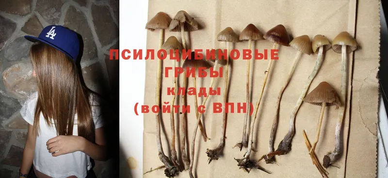 Галлюциногенные грибы Cubensis  Алзамай 